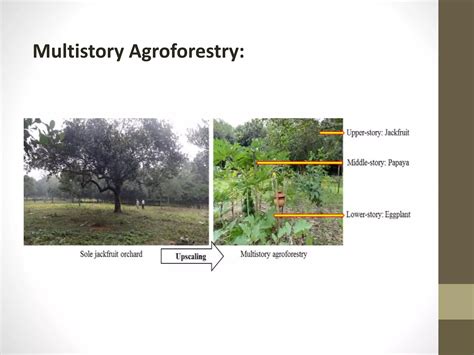 Agroforestry Systems 的图像结果