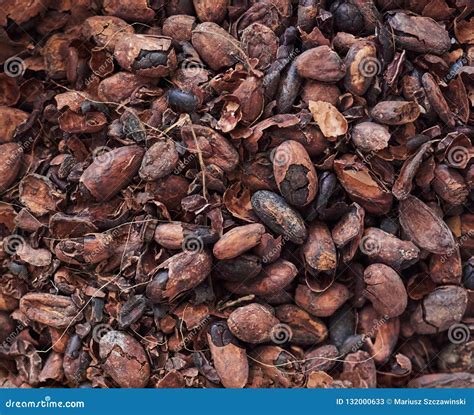 Cocoa Beans Shells and Nibs on a Chocolate Making Factory Table Stock ...