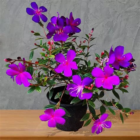 Begum Bahar Tibouchina Urvilleana Flower Healthy Live plant & Tree (1.5 ...