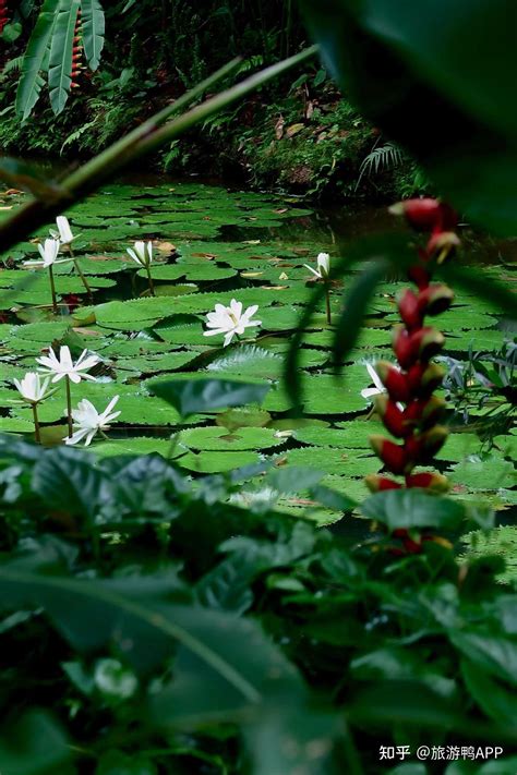 西双版纳中科院植物园：探秘热带植物之都 - 知乎