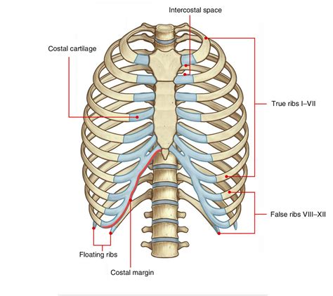 Intercostal Space Anatomy Blood Vessels Of The Abdominal Wall