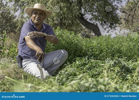 The Dedication of Farmers: Mexican Farmer in the Alfalfa Field Stock ...