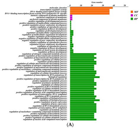 Genome-Wide Identification of the MADS-Box Gene Family during Male and ...