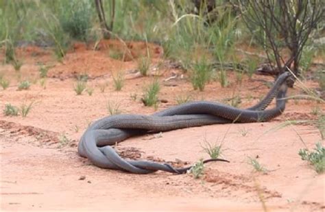 नागिन के लिए दो जहरीले सांपों के बीच हुई 1 घंटे तक खौफनाक जंग, वीडियो ...