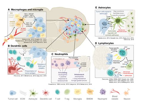 Tumor Microenvironment: How brain tumors grow and elude treatment - Brains for the Cure