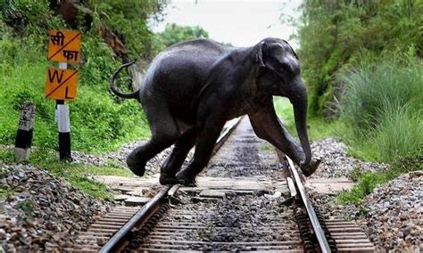 大象之殇: 被印度火车撞击身亡的大象们, 这是一条死亡铁路