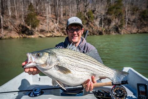 World Record Striped Bass