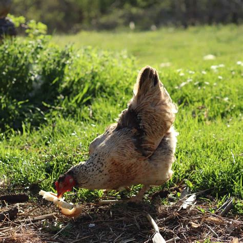 Daily Survival: So, Can Chickens Eat Bread?