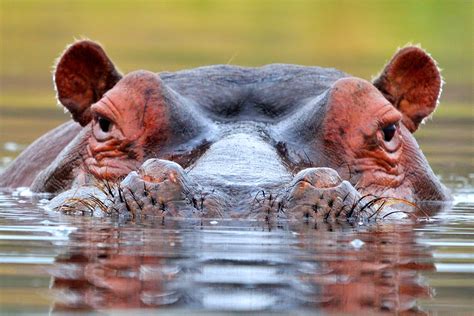 Symbolic Hippopotamus Meaning on Whats-Your-Sign