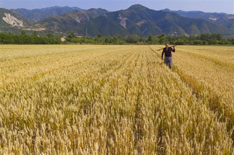 Photos Chine : récolte du blé dans plusieurs provinces — Chine Informations