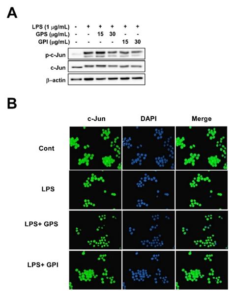 Green Pepper (Piper nigrum L.) Extract Suppresses Oxidative Stress and ...