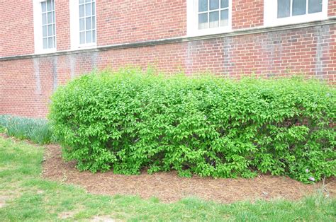 UMD Arboretum and Botanical Garden: Persian Lilac, a lilac diva from ...
