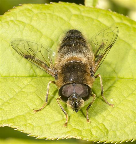 Makrofotografering af fluer fra Danmark