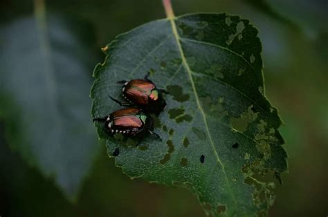 Where Do Japanese Beetles Go At Night? 3 Removal Methods