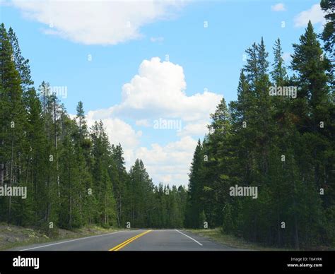 Tall green trees border paved roads of Yellowstone National Park Stock Photo - Alamy