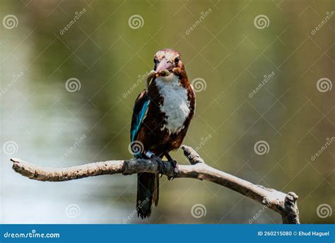 Kingfisher eating fish stock photo. Image of aviv, eating - 260215080