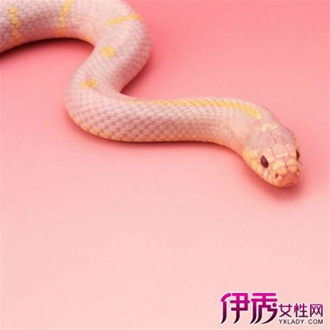 【梦见蛇是怎么回事儿】【图】梦见蛇是怎么回事儿 表示你近的财运不错(3)_伊秀星座|yxlady.com