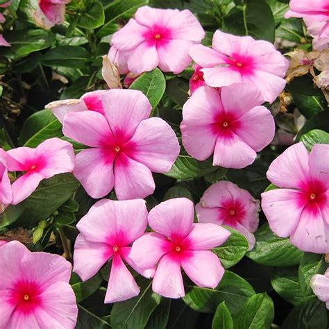 Vinca Catharanthus Roseus Seeds – Bright Blooms for Cottage Gardens ...