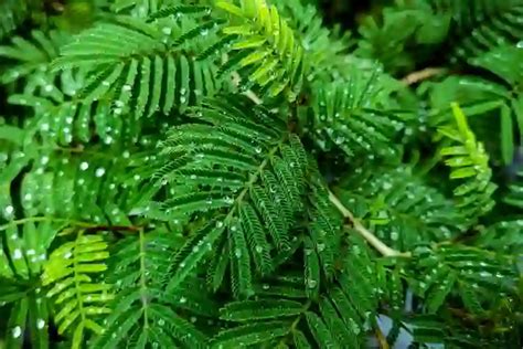 शमी का पौधा: कैसे उगाएं, लाभ, स्थान और पूजा