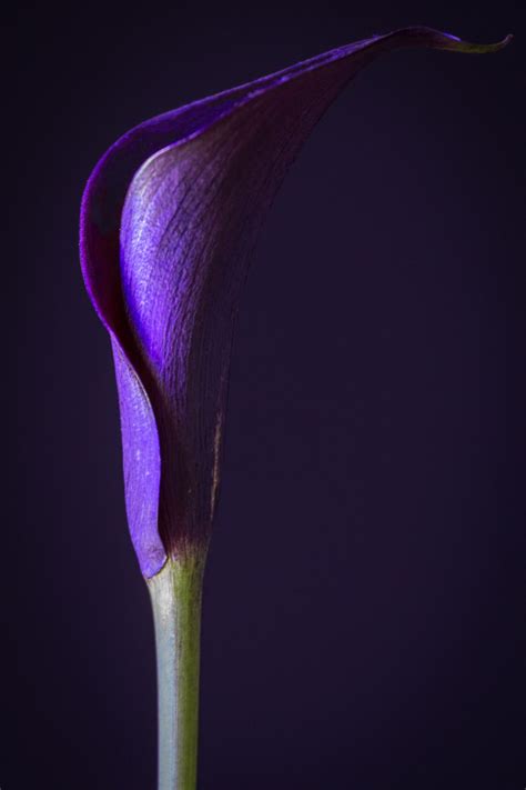 glophotography | Purple calla lilies, Flowers photography, Beautiful ...
