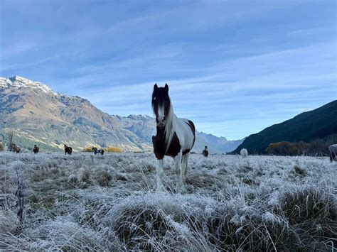 HIGH COUNTRY HORSES - GLENORCHY - QUEENSTOWN | Cold noses, warm hearts and winter coats coming ...