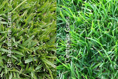 Centipede vs St Augustine Grass: Choosing the Right Grass Variety for ...