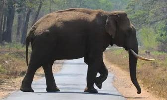 Tusker 'Arikomban' sighted near densely populated tea estate in TN