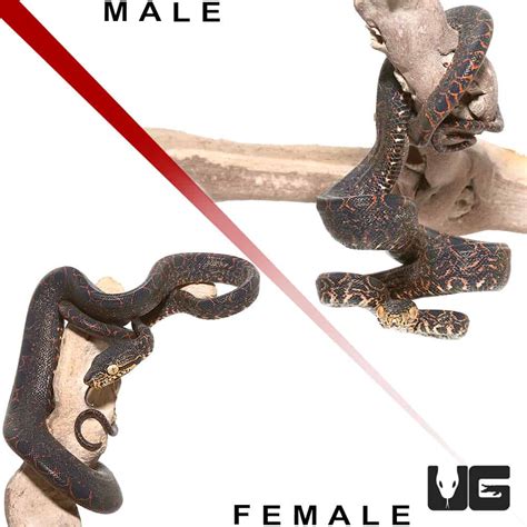 Amazon Tree Python 的图像结果