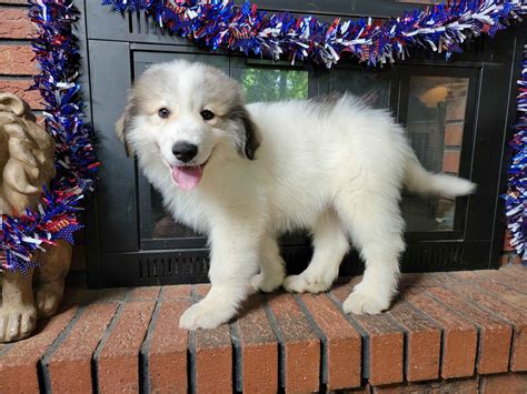 Great Pyrenees Puppies For Sale In Illinois