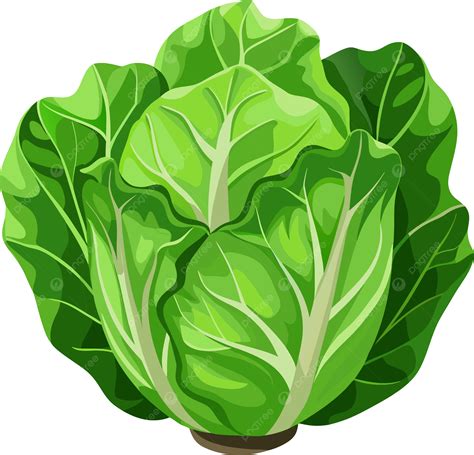 Lettuce Vector Png