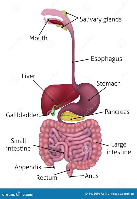 Digestive System Anatomy 578 Best Digestive System Images On Pinterest