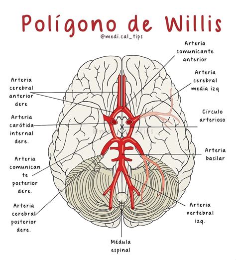 Circle of Willis | Anatomía médica, Anatomia y fisiologia humana ...