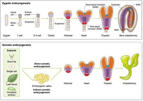 Frontiers | Multifaceted roles of transcription factors during plant embryogenesis