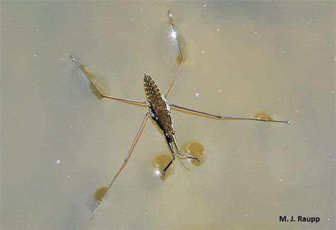 Walkin’ on water: Water striders, Gerridae — Bug of the Week