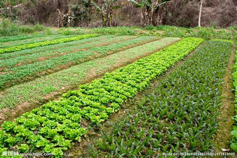 农业新模式：可食地景，花园就是菜园，菜园就是花园 - 知乎