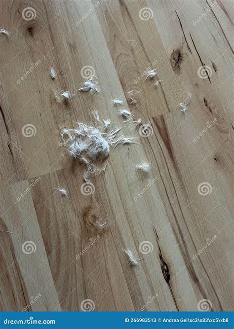 Cat Hairs on the Floor after Cleaning Stock Image - Image of cuddly ...