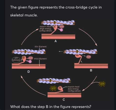 Image result for Cross Bridge Cycle Explained