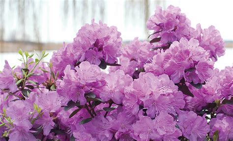 Image result for Azalea Pruning