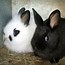 Image result for Newborn Cute Baby Bunnies