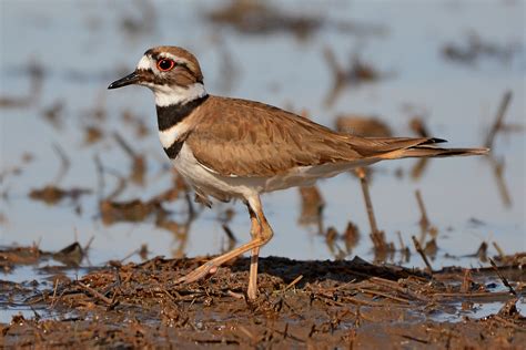 Bird of the Week: Killdeer – Travis Audubon