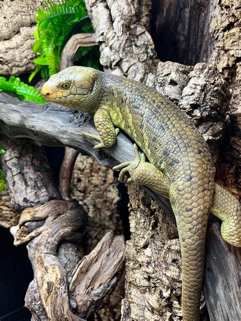 Monkey tailed skink | Reptile Forums