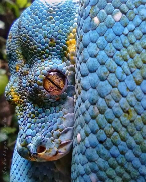 Image result for Green Tree Python Australia Maps