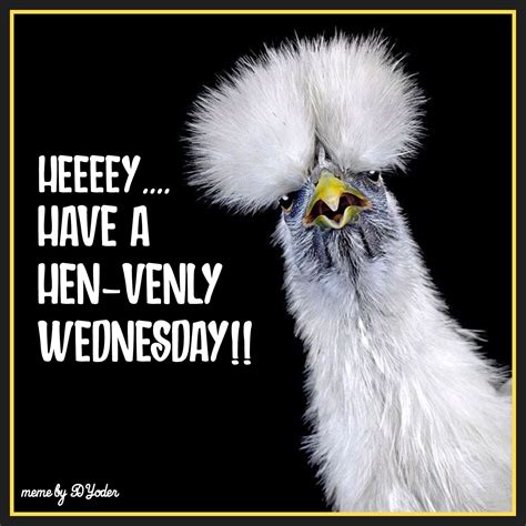 Heeey! Have a Hen-venly Wednesday! Silky Chicken Photography by Ernest ...