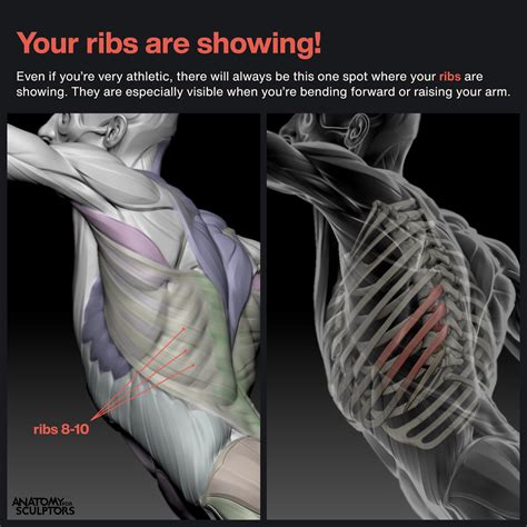 Ribs Muscles Anatomy