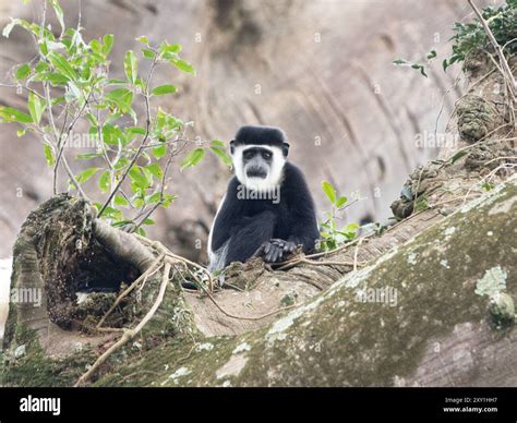 Black and white colobus monkey (Colobus guereza) sitting in tree ...