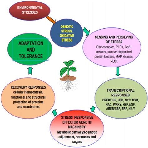 Stress Biology 的图像结果