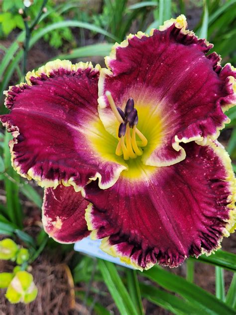 Katielou’s Lilies - SEEKER OF THE TRUTH