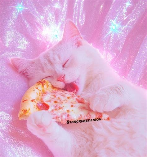 Cat Eating Chips Wallpaper - can cats eat chips