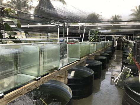 Java Tropical Fish Farm 的图像结果
