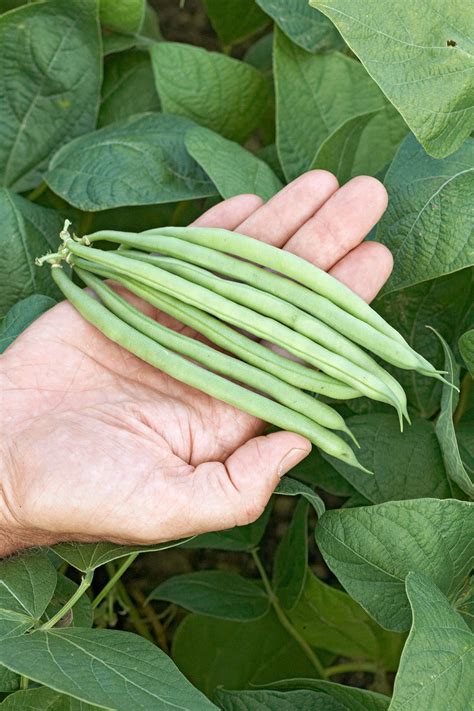 Field Green Bean Plants